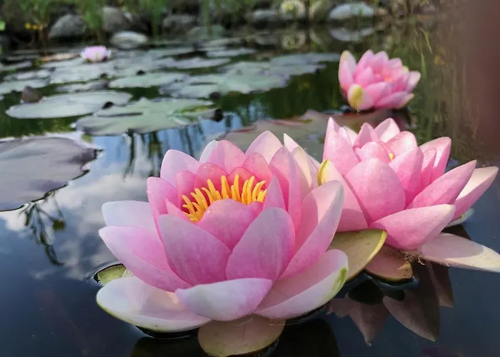 Aparthotel Komfort Zirbenland - Adults Only - No Dogs Weisskirchen in Steiermark